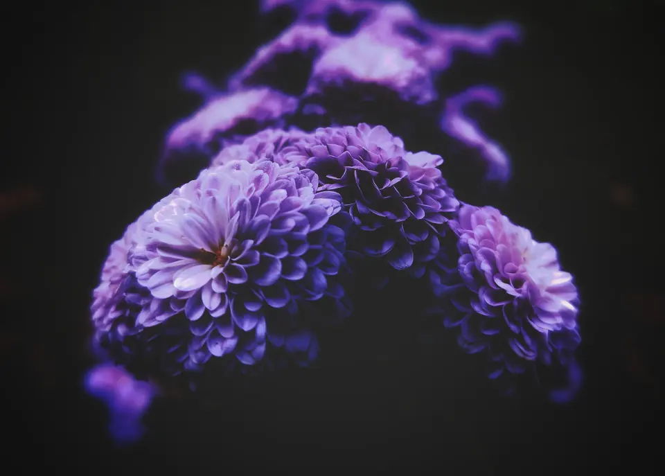 A flower that looks like it belongs to the night.